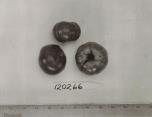 Click for 1 image(s) for this accession. FRUIT